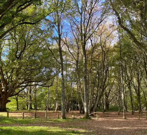 Trees in nature, reflecting growth and change